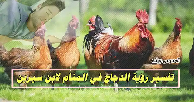 تفسير حلم الدجاج في المنام للعزباء