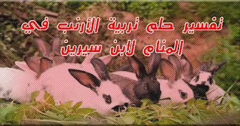  فسر حلمك~ رؤية الأرانب في المنام للشيخ محمد ابن سيرين والنابلسي