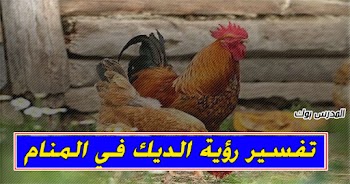 فسر حلمك~ تفسير روية الديك في المنام للشيخ محمد ابن سيرين والنابلسي