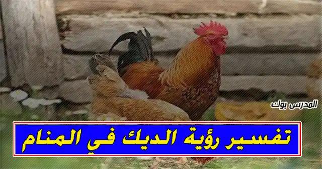 رؤية الديك في المنام لابن سيرين والنابلسي