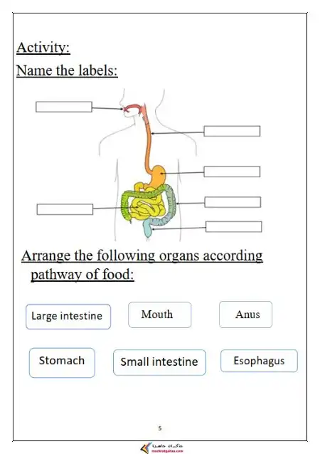 مراجعة Discover للصف الثالث الابتدائي الترم الاول 2024 / 2025 PDF PDF