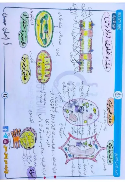 مراجعة الباب الثاني مادة الأحياء للصف الأول الثانوي الترم الأول PDF