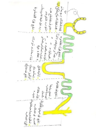 مراجعة نهائية لمادة الأحياء الصف الثاني الثانوي الترم الثاني PDF