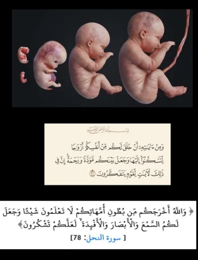 سبورات شرح أحمد الجوهري للتكاثر في الإنسان في الأحياء للثانوية العامة PDF