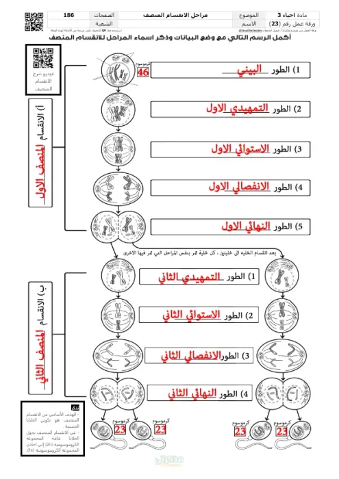 افضل تلخيص لمراحل الانقسام المنصف للصف الثالث الثانوي PDF