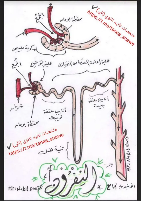 ملخص رسومات الباب الاول في مادة الاحياء مع مستر نبيل عويس الصف الثاني الثانوي الترم الثاني PDF